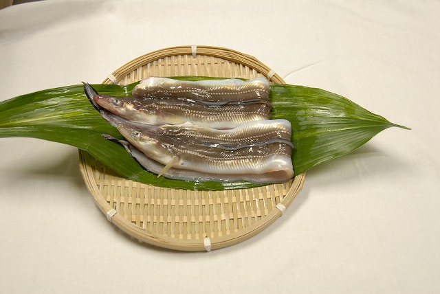活開きあなご